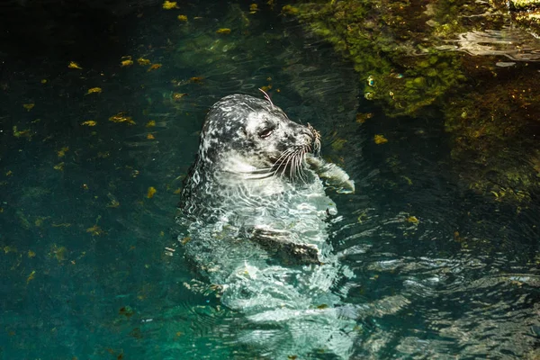 Seal Lui Slapen Blauwe Wateren — Stockfoto