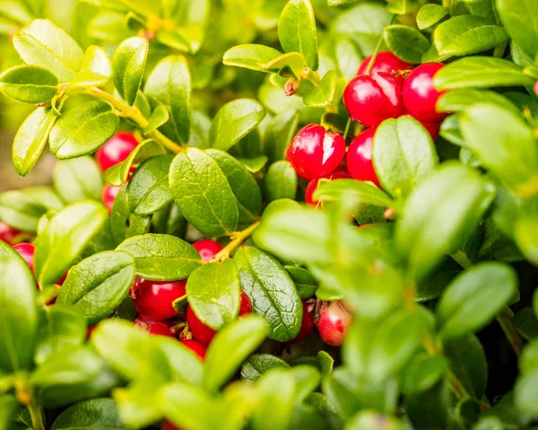 Röd Lingonris Lingon Eller Partridgeberry Skogens Naturliga Bakgrund Kort Skärpedjup — Stockfoto