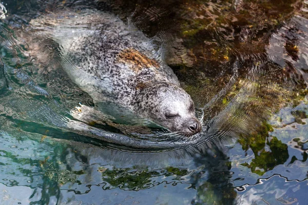 Zeehonden Zwemmen Schoon Water — Stockfoto