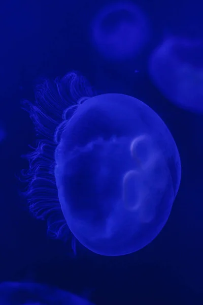 Светящаяся Голубая Медуза Голубом Фоне — стоковое фото