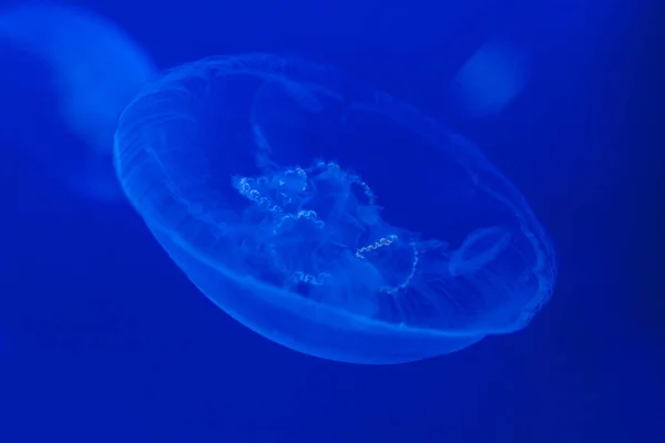 A glowing blue jellyfish against a deep blue background.