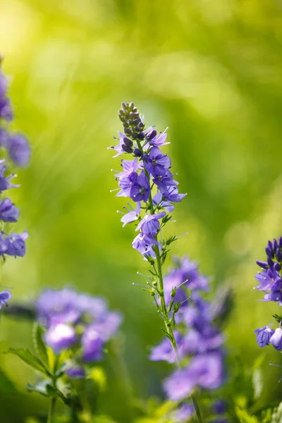 Veronica Est Genre Plantes Famille Des Plantaginaceae Floraison Fleur Bleue — Photo