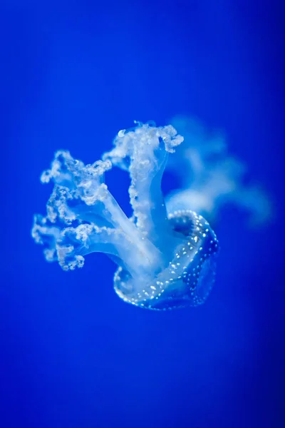 Glowing Blue Jellyfish Deep Blue Background — Stock Photo, Image