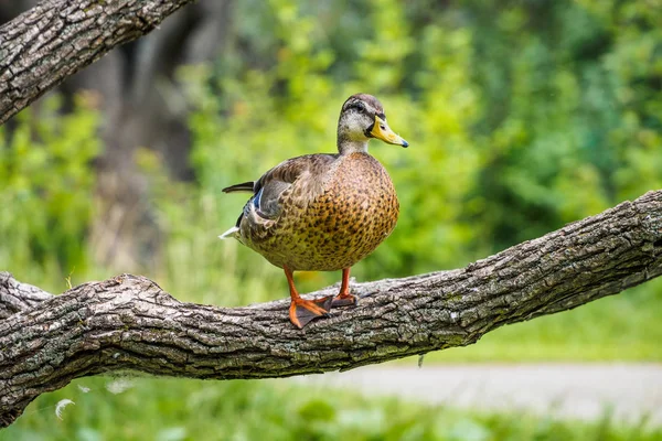 Mallard duck - close-up of a mallard duck on the water swimming in a pond. Portrait of a charming Mallard duck  with water droplets on his head.