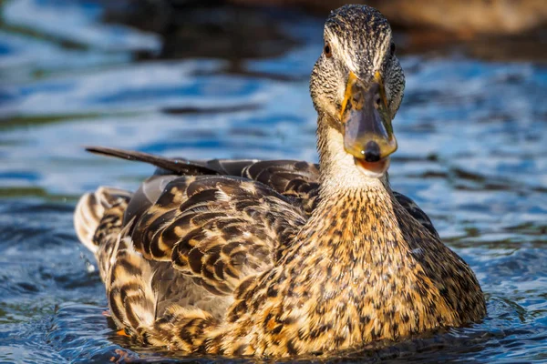 Mallard duck - close-up of a mallard duck on the water swimming in a pond. Portrait of a charming Mallard duck  with water droplets on his head.