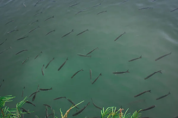 Balıklar Deniz Gıda Için Mücadele Girdap Gibi — Stok fotoğraf