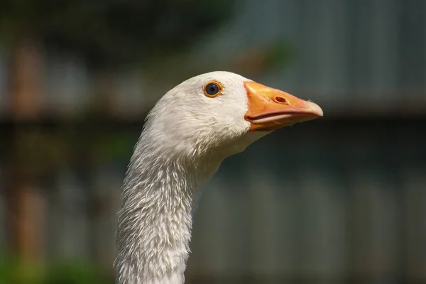 Nahaufnahme Des Kopfes Einer Weißen Gans — Stockfoto