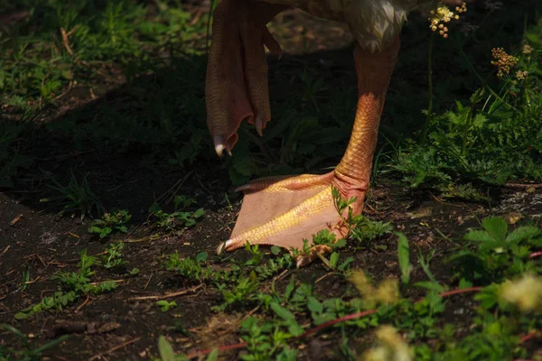 Membranös Tass Fågel Inhemska Gåsen — Stockfoto