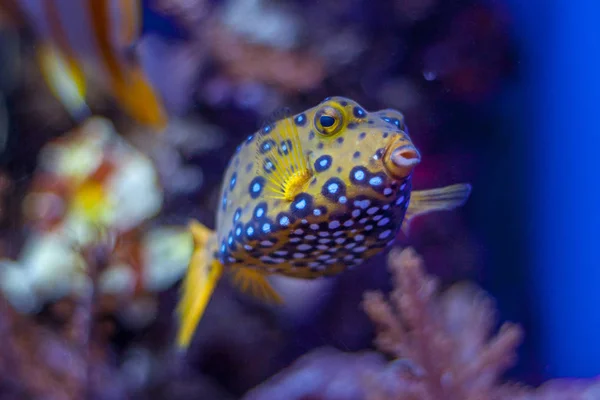 Тропический Океан Водой Кораллами Рыбами Подводный Пейзаж — стоковое фото