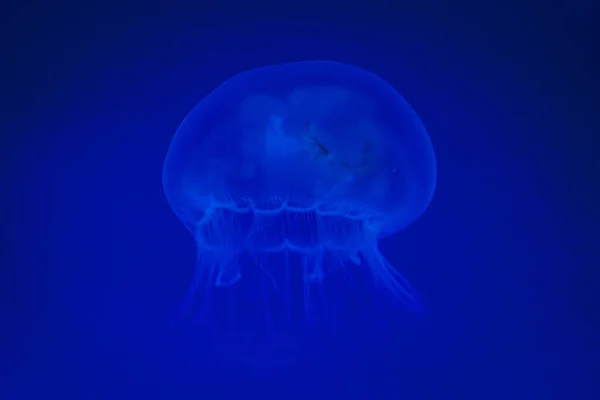 A glowing blue jellyfish against a deep blue background.