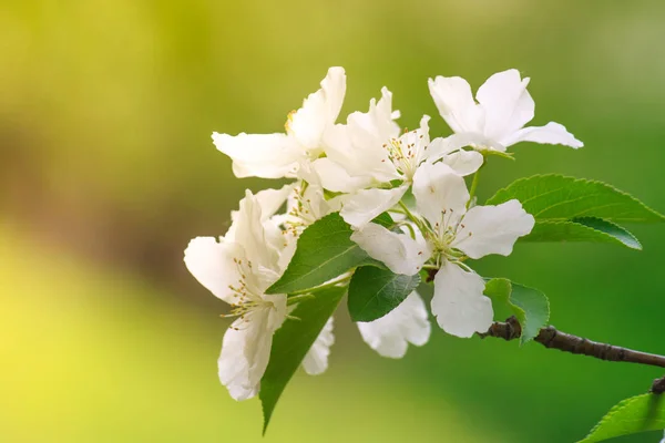 Apple tree flower close-up. Blooming macro flowers tree. Spring flowering of trees.