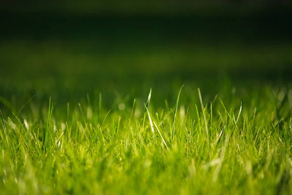 Natural Green Fond Pelouse Avec Une Concentration Sélective Coupures Gazon — Photo