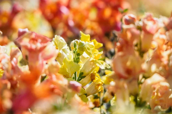 Floraison Fleurs Sur Fond Fleurs Une Belle Fleur Bokeh Motif — Photo