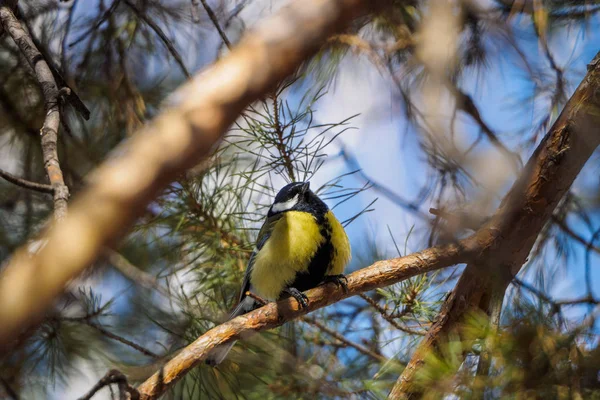 Koolmees Een Tak Lente Zomer Bos Blauwe Vogel Mees Zitten — Stockfoto