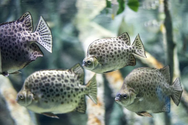 Tropische Oceaan Onderwater Met Koralen Vissen Onderwater Landschap — Stockfoto