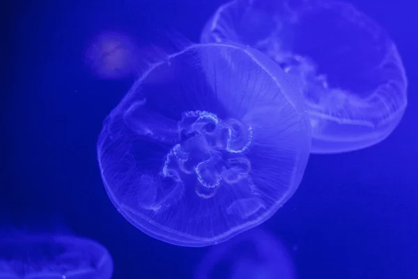 A glowing blue jellyfish against a deep blue background.