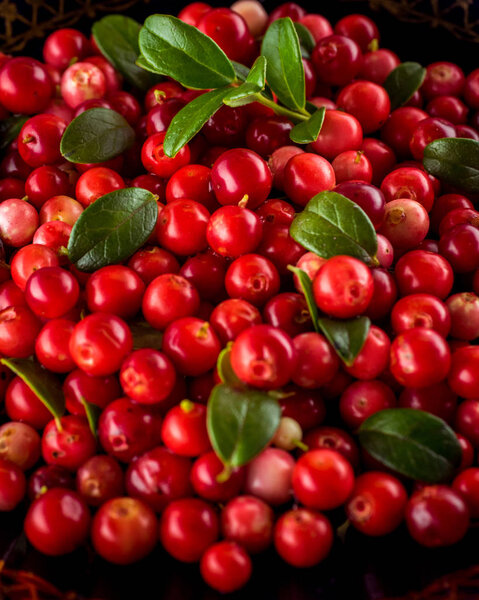 Background with cowberry. Vaccinium vitis-idaea (lingonberry, partridgeberry). Berry leaves. view from above. Collected cranberries. 