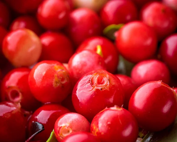 Vilda Röda Lingon Lingonris Eurasiska Flora Forest Vaccinium Vitis Idaea — Stockfoto