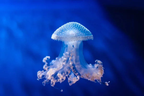 Светящаяся Голубая Медуза Голубом Фоне — стоковое фото