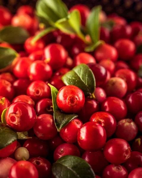 Φόντο Κόκκινο Γκρέιπφρουτ Citrus Paradisi Lingonberry Partridgeberry Φύλλα Μούρων Θέα — Φωτογραφία Αρχείου