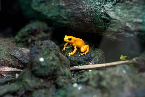 poisonous frog, poison dartfrog Phyllobates terribilis a dangerous animal from the tropical rain forest of Colombia. Toxic amphibian with bright yellow and orange colors