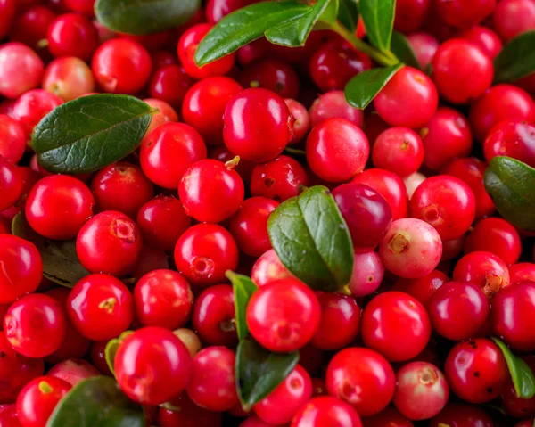 Arrière Plan Avec Myrtille Vaccinium Vitis Idaea Airelle Perdrix Des — Photo