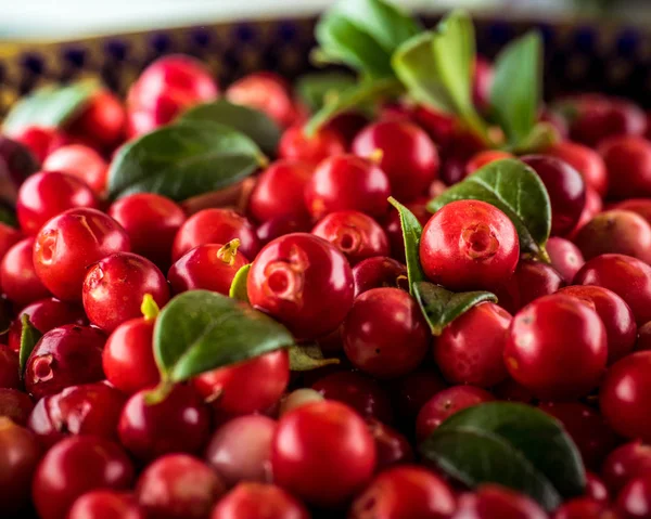 Предпосылки Контекст Vaccinium Vitis Idaea Lingonberry Partridgeberry Cowberry Natural Food — стоковое фото