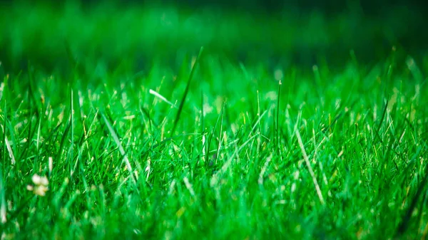 Naturlig Grön Gräsmatta Bakgrund Med Selektivt Fokus Gräsklipp Väl Underhållna — Stockfoto