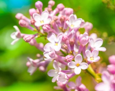 Çiçek açan leylak mor çiçekler, seçici odak. Leylak Dalı 