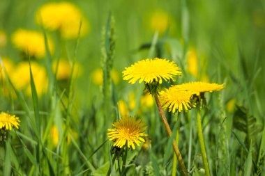 Tussilago farfara, yaygın olarak coltsfoot olarak bilinir. Bl makro çekim