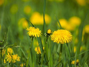 Tussilago farfara, yaygın olarak coltsfoot olarak bilinir. Bl makro çekim