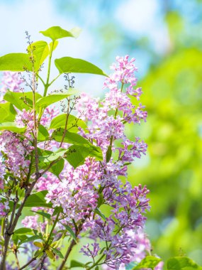 Çiçek açan leylak mor çiçekler, seçici odak. Leylak Dalı 