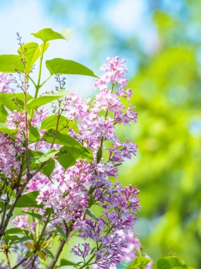 Çiçek açan leylak mor çiçekler, seçici odak. Leylak Dalı 