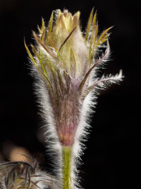 Pulsatilla patens ailede çiçekli bitki bir türüdür 