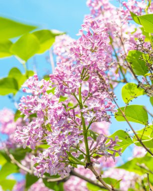 Çiçek açan leylak mor çiçekler, seçici odak. Leylak Dalı 