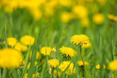 Tussilago farfara, yaygın olarak coltsfoot olarak bilinir. Bl makro çekim