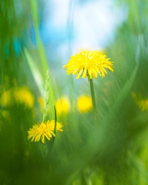 Taraxacum, Ast familyasından büyük bir çiçekli bitki cinsine biçilir.