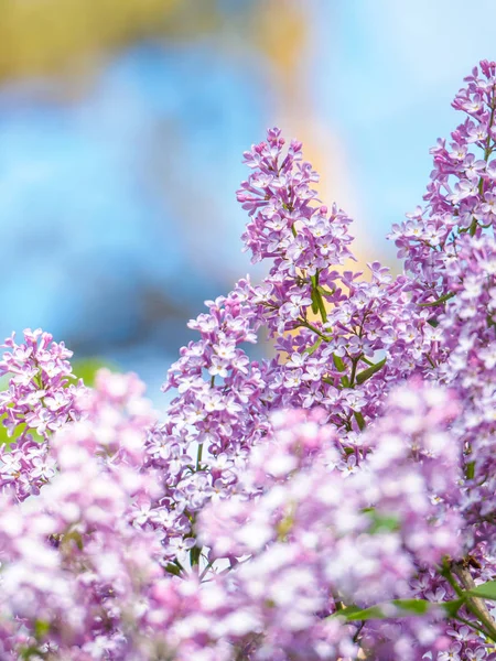 Virágzó lila lila virágok, szelektív fókusz. A lila ág ága — Stock Fotó