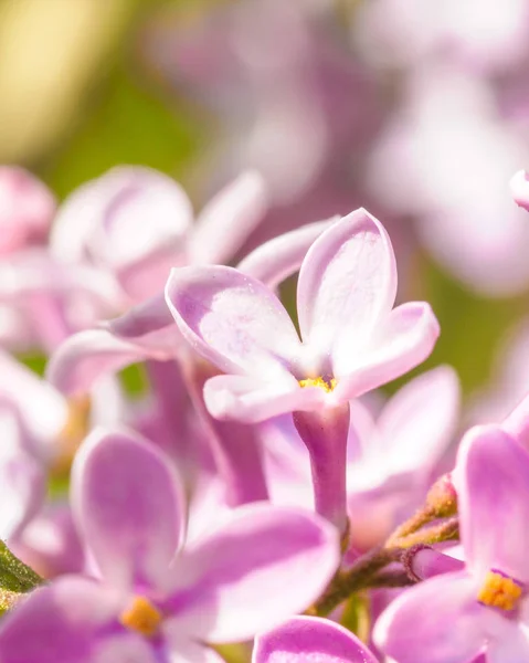 Virágzó lila lila virágok, szelektív fókusz. A lila ág ága — Stock Fotó