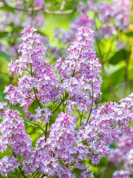 Blooming lilac purple flowers, selective focus. Branch of lilac — Stock Photo, Image