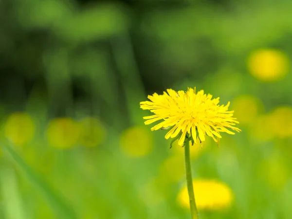 Taraxacum est un genre de plantes de la famille des Ast. — Photo