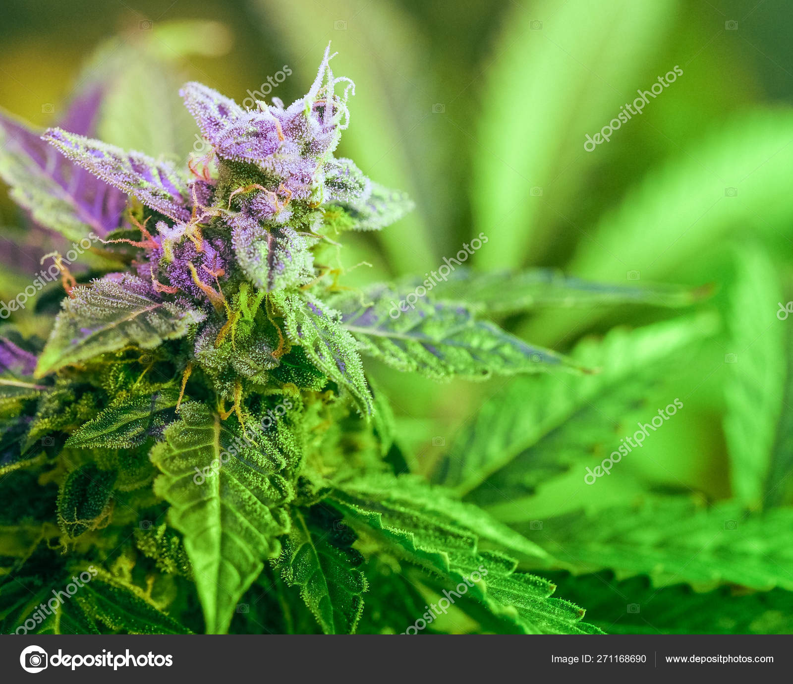 大麻 三叶草和晚花叶的特写细节 图库照片 C Evgeniy Bobkov 大麻 三叶草和晚花叶的特写细节 图库照片 C Evgeniy Bobkov
