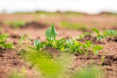 Genç ot. İlkbahar. Genç filizler ve Natu 'nun uyanışı