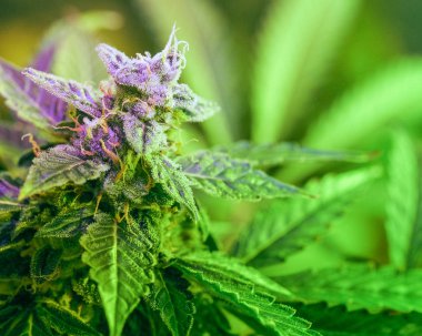 Geç çiçek üzerinde esrar, trichomes ve yaprakları yakın çekim detay