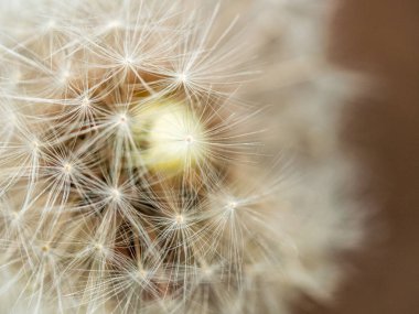 karahindiba yakın. Soyut doğal arka plan. sığ derinlik o