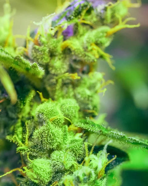 Detalhe close-up de Cannabis, tricomas e folhas na flor tarde — Fotografia de Stock