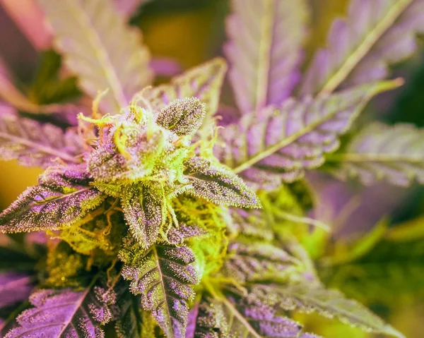 Dettaglio primo piano di Cannabis, tricomi e foglie sul tardo fiore — Foto Stock