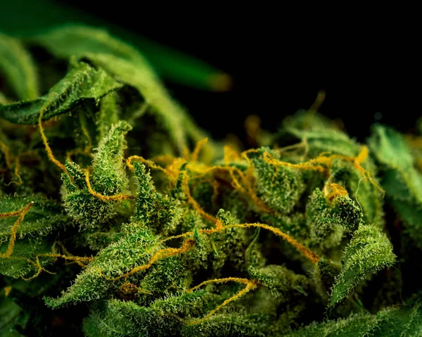 Cannabis bud närbild på svart bakgrund. Makro marijuana. Sele — Stockfoto