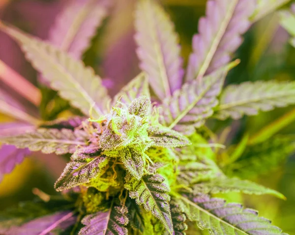 Planta de cannabis medicinal em estufa. Maconha botões floridos , — Fotografia de Stock