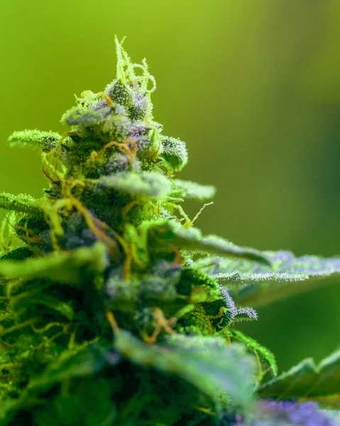 Detalhe close-up de Cannabis, tricomas e folhas na flor tarde — Fotografia de Stock